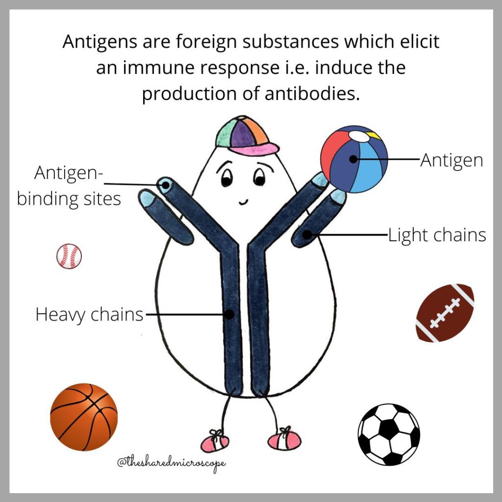 how antibodies work -- fancy comma blog
