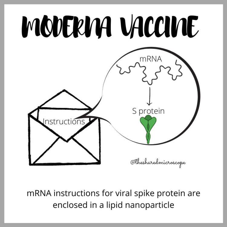 moderna vaccine -- fancy comma blog
