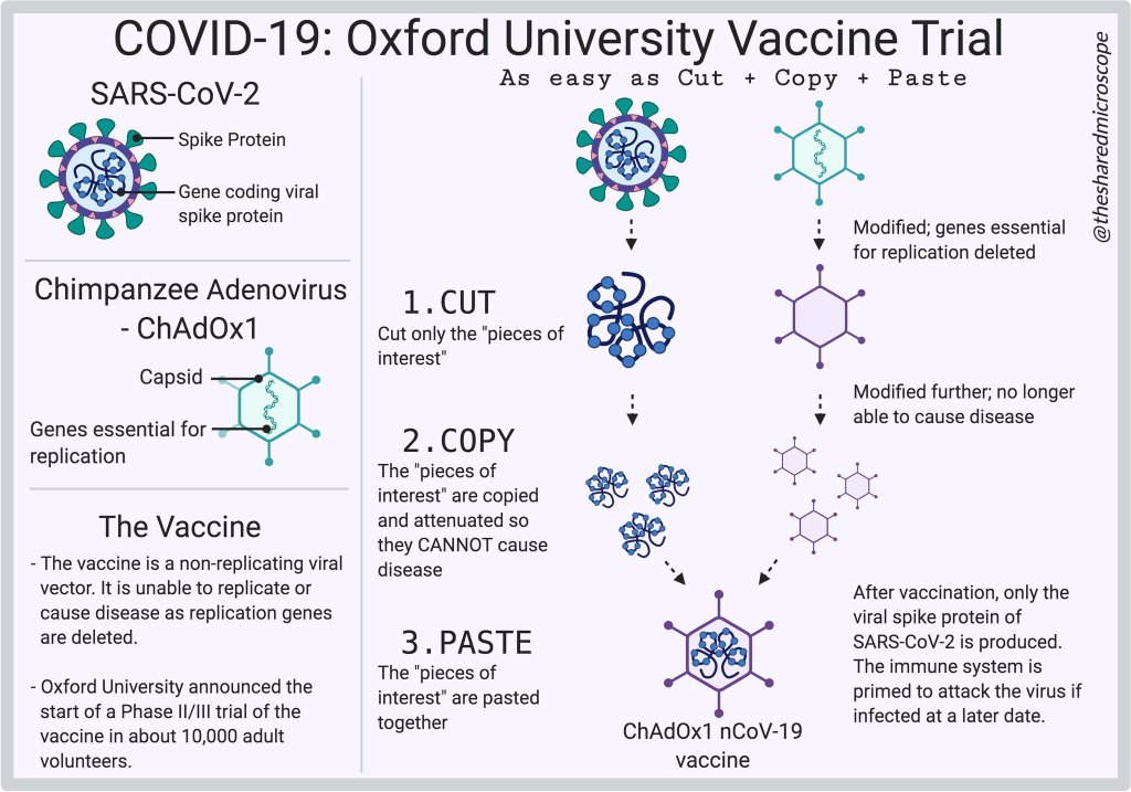 illustration showing how the covid19 oxford/astrazeneca vaccine works