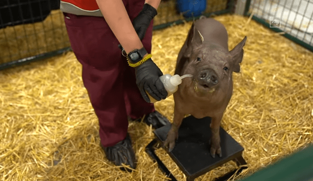 happy pig at neuralink demo