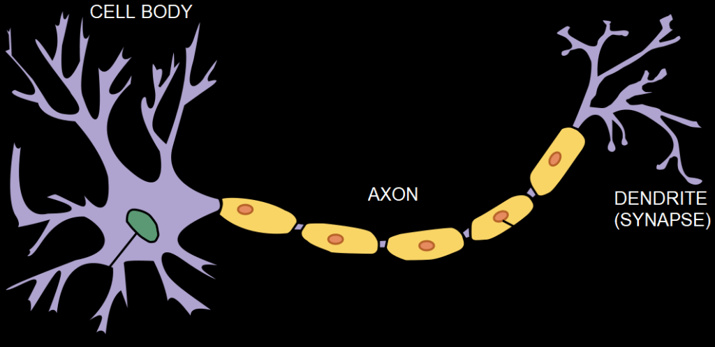 structure of a brain cell