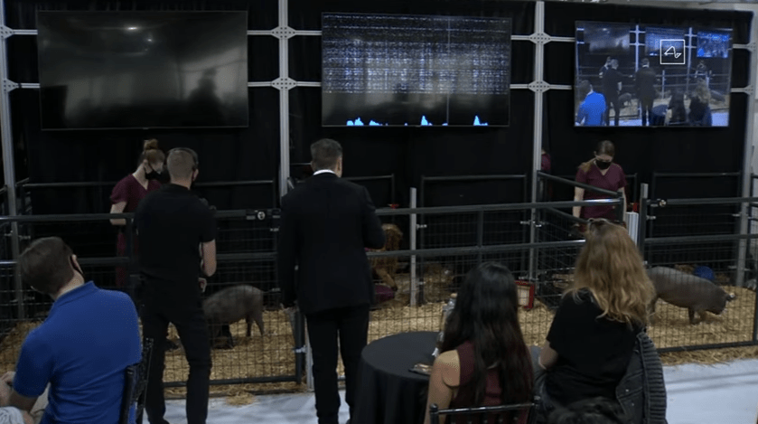 elon musk and pigs at neuralink demo