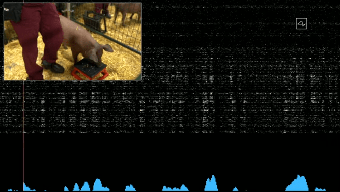 explorative pig and its neural spikes at neuralink demo