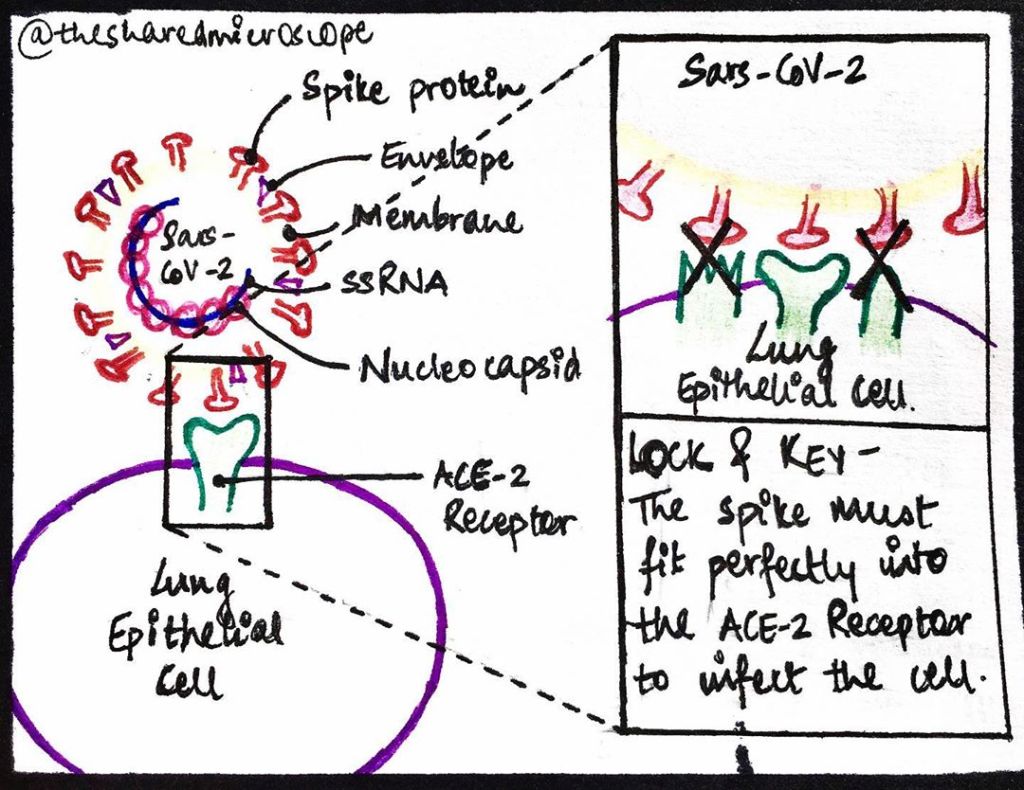 diagram showing how the novel coronavirus enters a cell