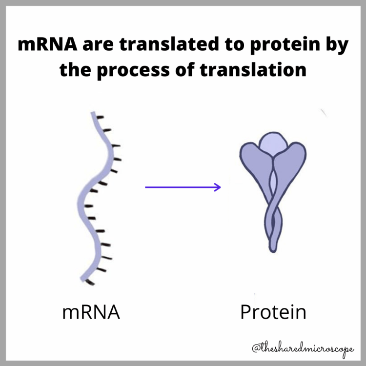 illustration of mRNA translation to protein by nidhi parekh -- fancy comma blog