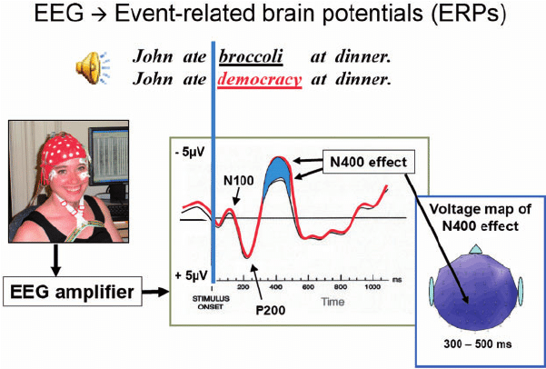 diagram showing the N400 waveform, as measured by event-related potentials (ERP), which is one way to look at EEG data