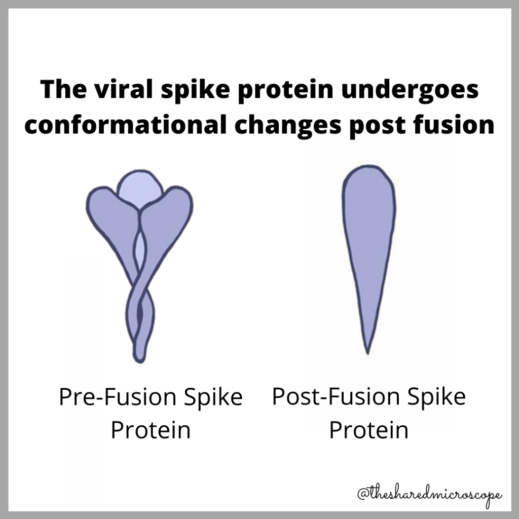illustration describing conformational changes experienced by the SARS-CoV-2 viral spike protein after fusing to a host (e.g., human) cell