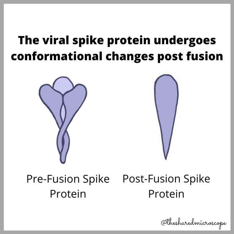 illustration of SARS-CoV-2 spike protein's conformational change after binding to a host cell