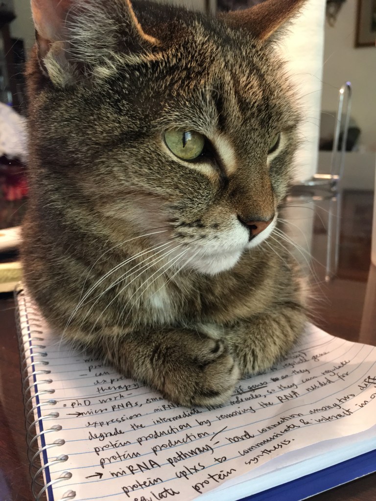 photo of a cat sitting on a notebook