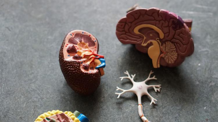 photo of kidney, brain, and neuron models