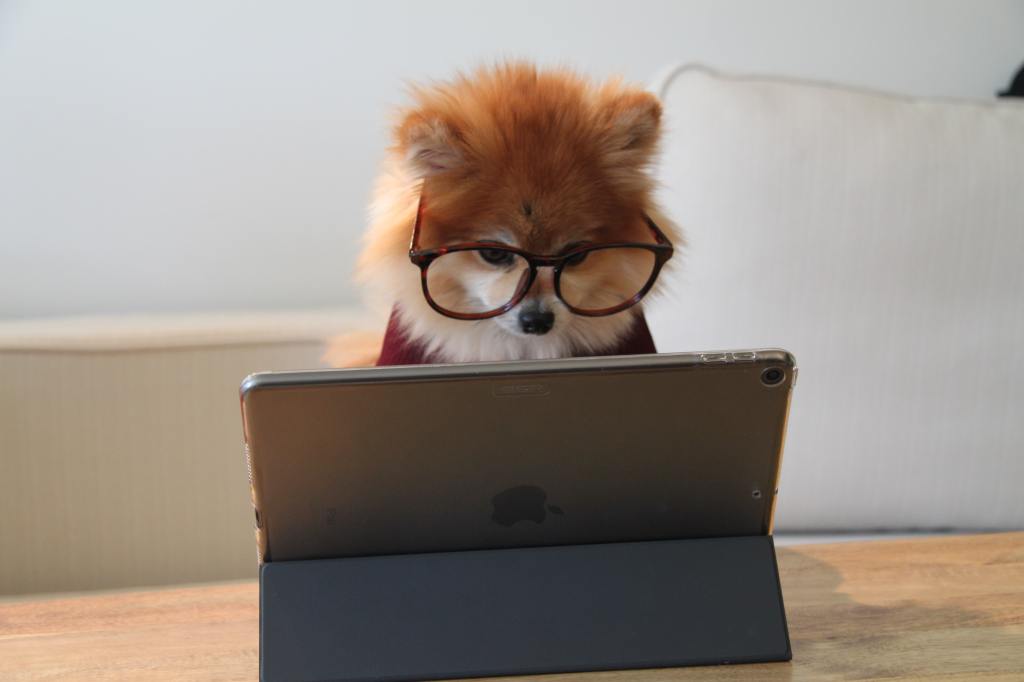 photo of a pomeranian wearing glasses, sitting in front of an ipad