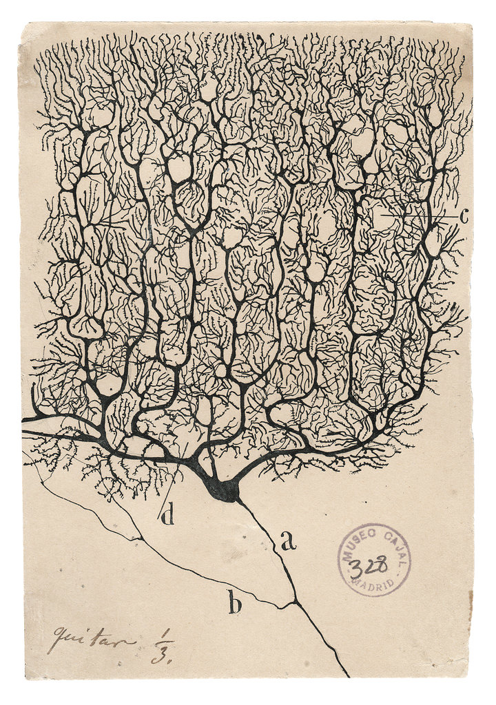 photo of cajal's drawing of a purkinje cell of the cerebellum