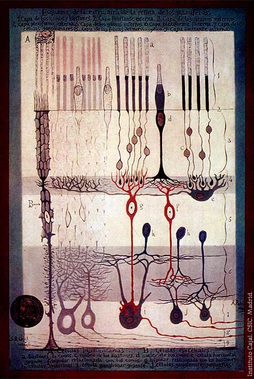 photo of cajal's drawing of the structure of the retina (part of the mammalian eye)