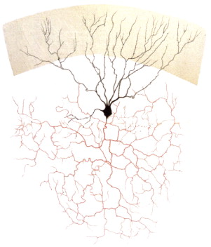 photo of a drawing of a golgi cell by camillo golgi