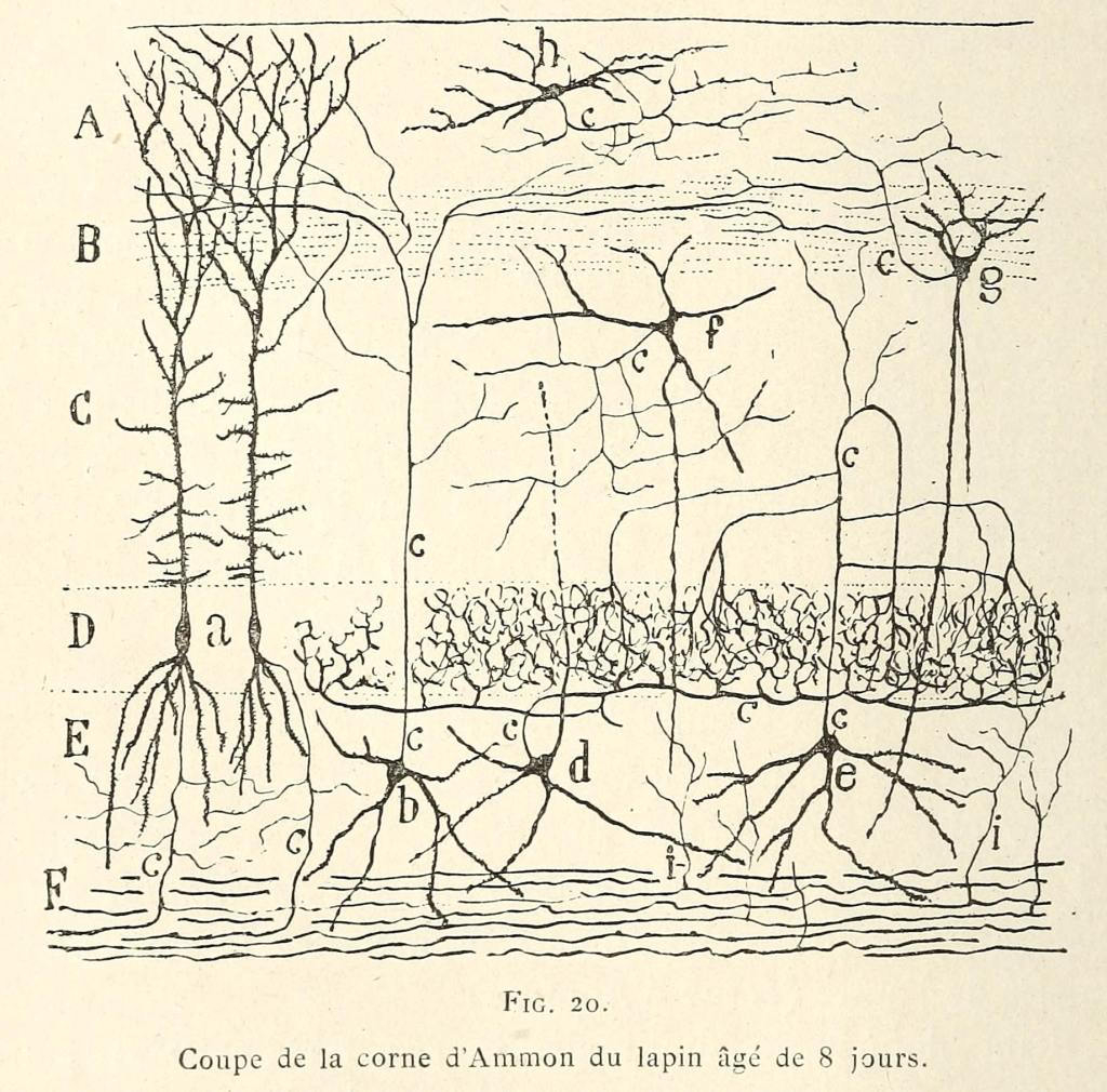 photo of cajal's drawing of cells in the hippocampus of a rabbit