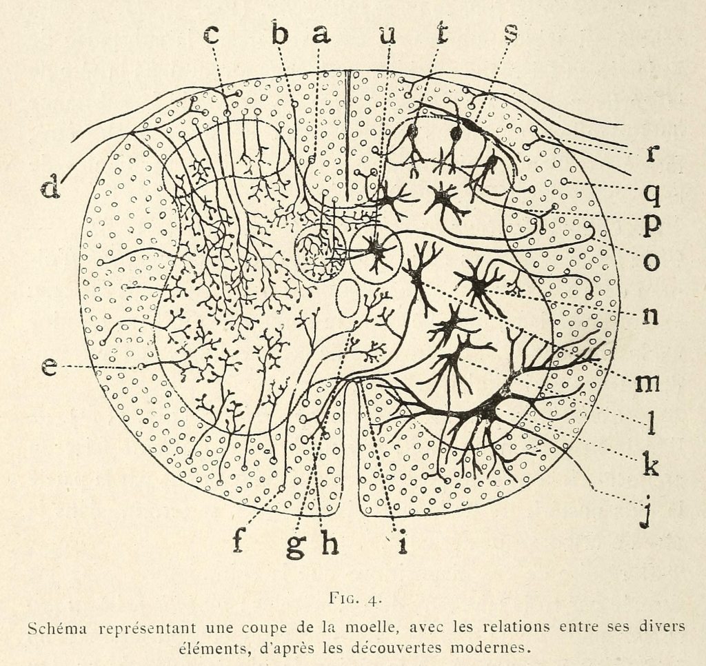 photo of cajal's drawing of a section of spinal cord