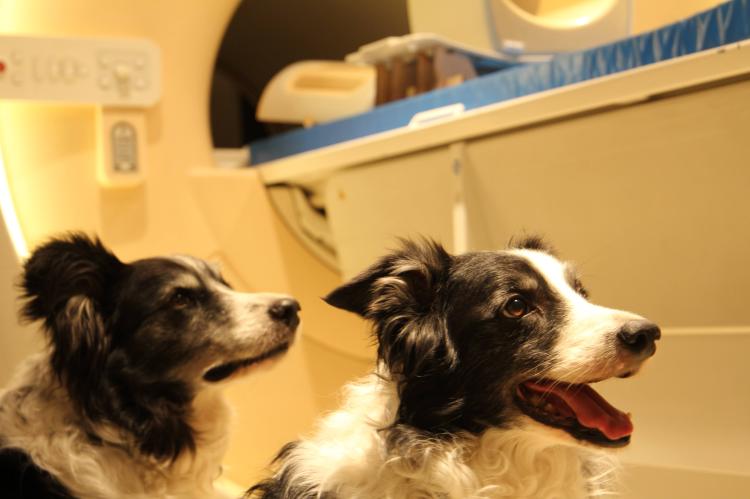 Photo of Kun-kun and Odin, two dogs that participate in MRI studies