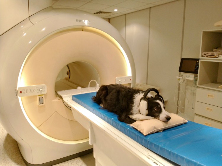 photo of a dog getting ready for an MRI scan