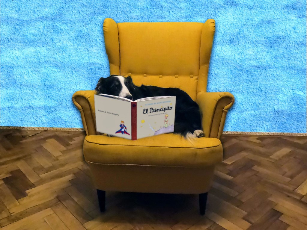 photo of a dog relaxing on a couch and reading "el principito" ("the little prince")