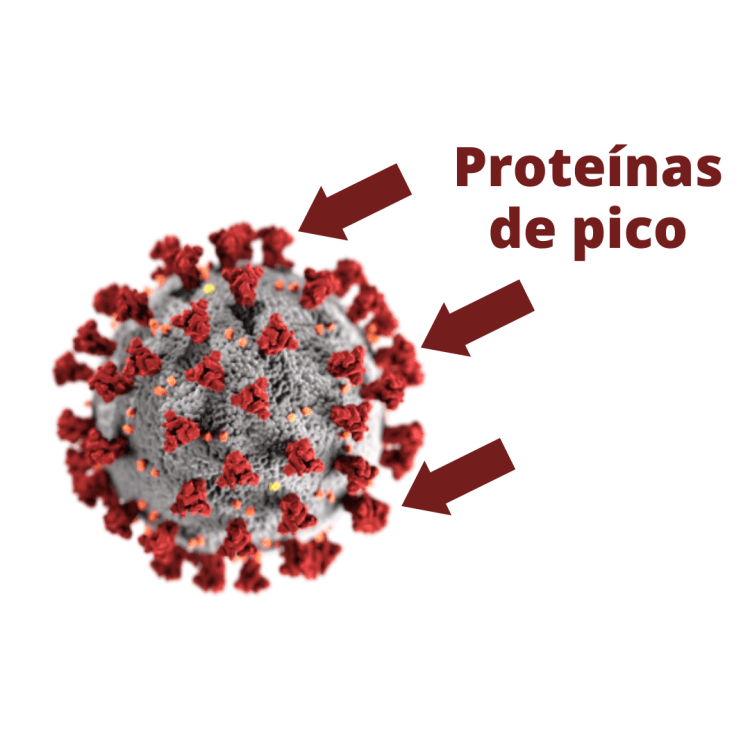 image of a sars-cov-2 virus, with the spike proteins labeled in spanish