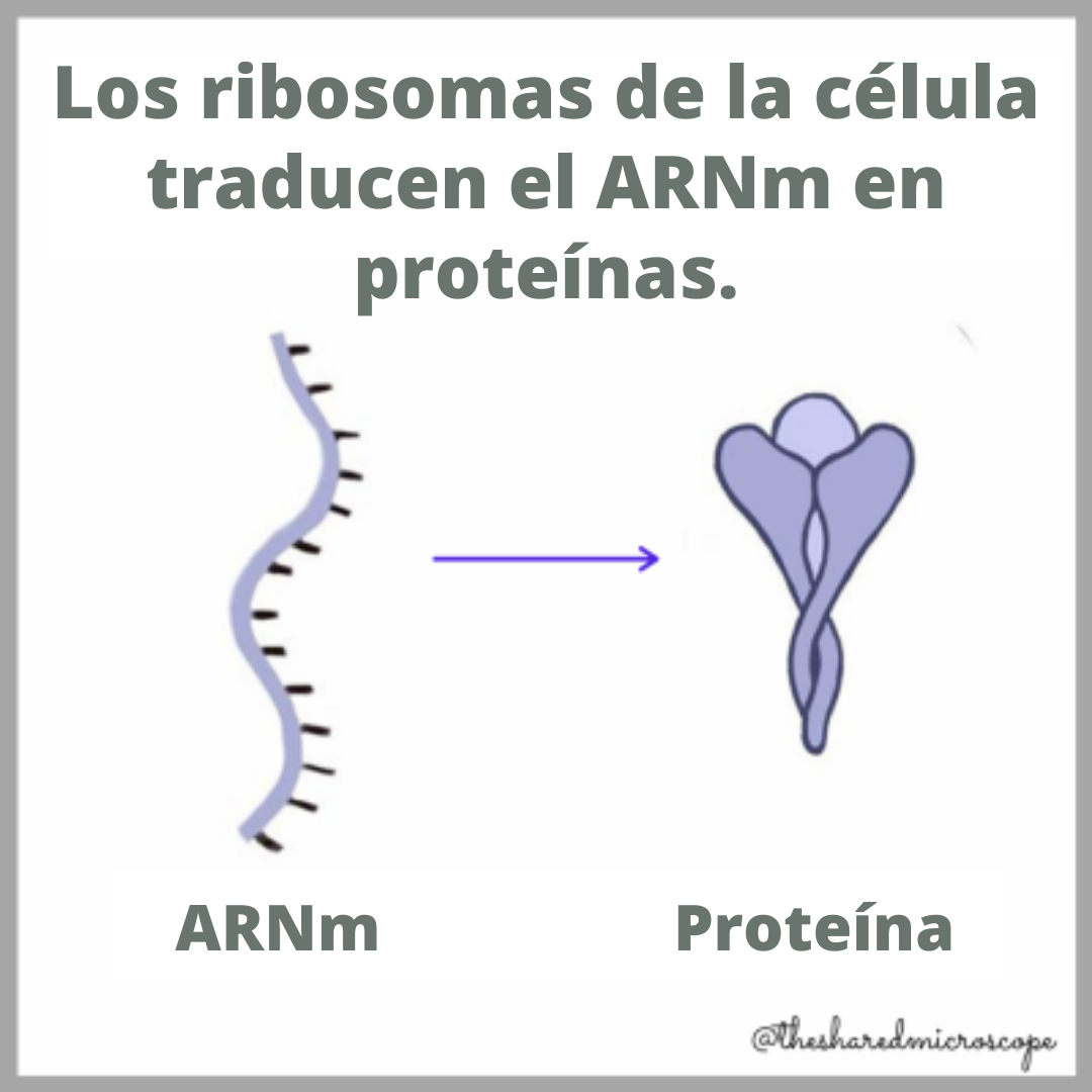 esta imagen muestra que los ribosomas traducen el ARNm a proteínas