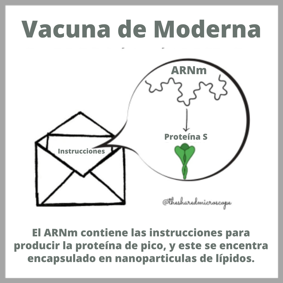 ilustración de ARN mensajero (ARNm) en la vacuna Moderna