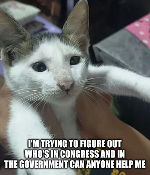 congress cat meme