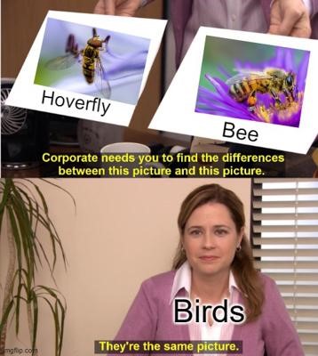 image of a meme based on The Office