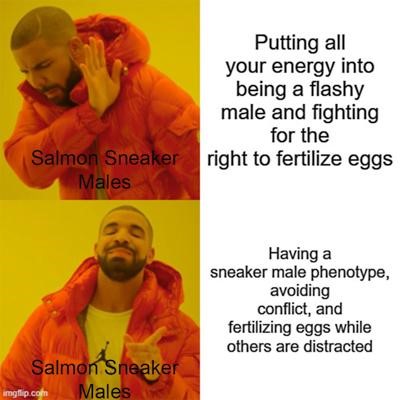 image of a Drake Hotline Bling meme about sneaker males in salmon