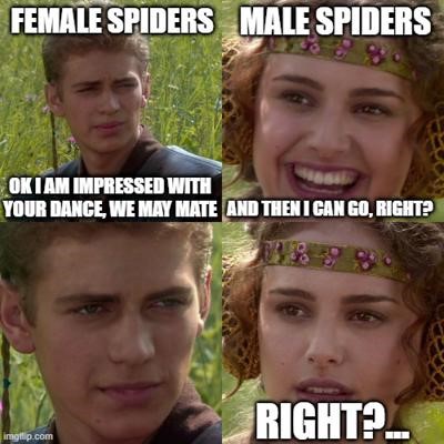 image of a meme using a scene from star wars to talk about spiders' mating habits