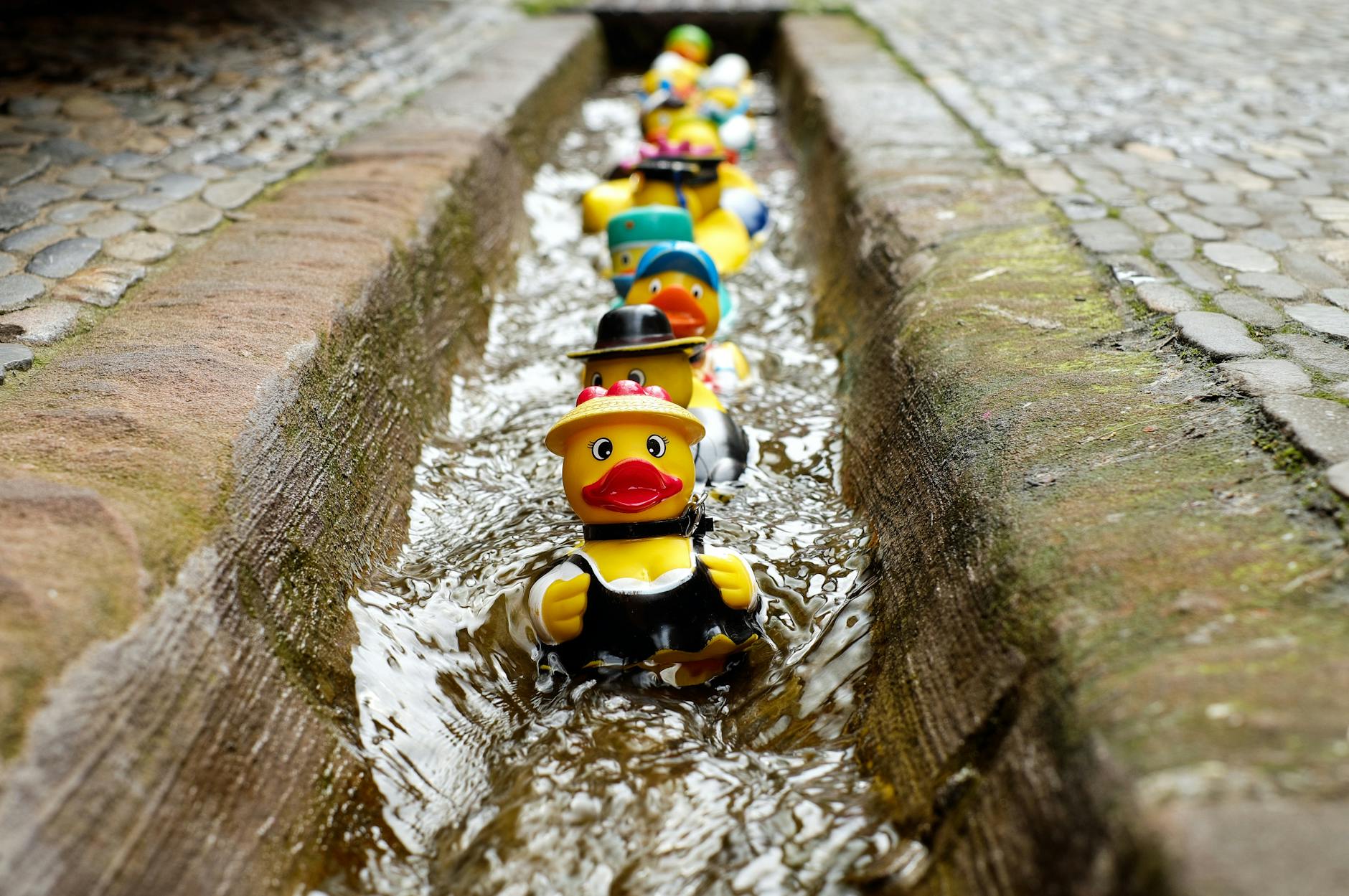 photo of rubber duckies in a row